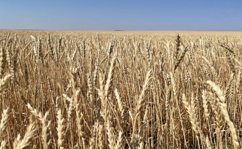 Цена на пшеницу поднялась до 118 тыс. тенге/тонна