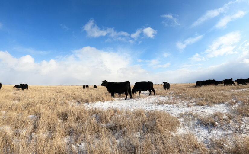 За качественных бычков просят по 1 млн тенге в Казахстане