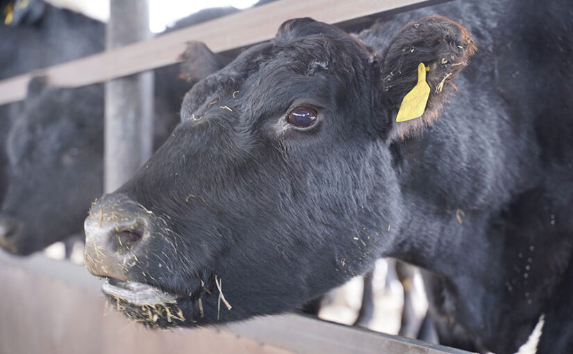 В двух населенных пунктах Туркестанской области у скота выявили бешенство