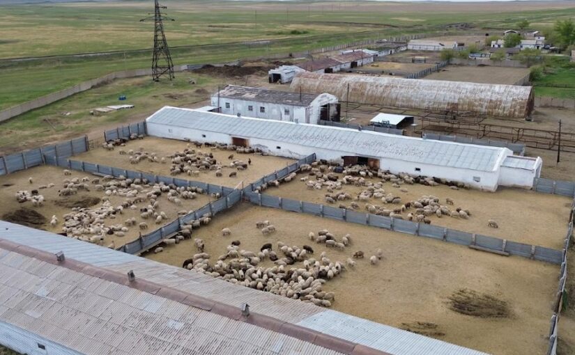 Животноводческий кластер создают в Акмолинской области