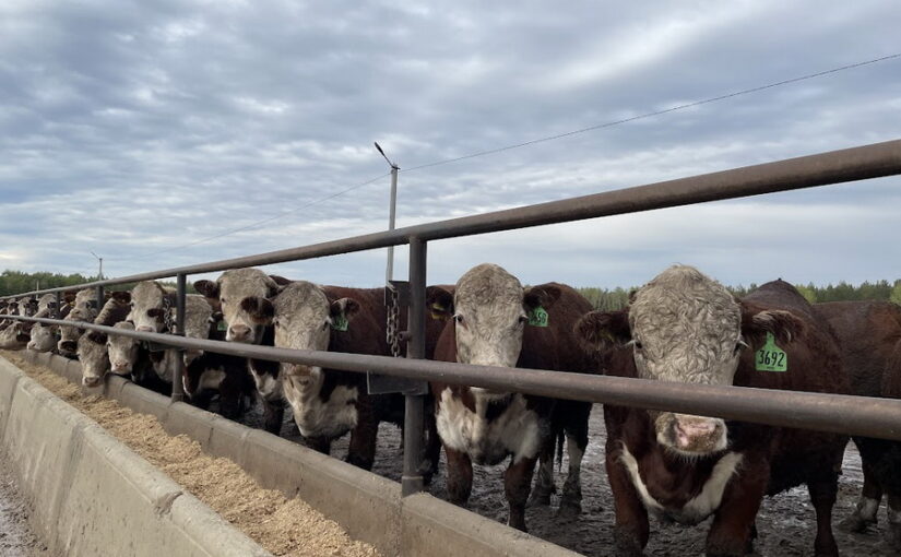 Откормплощадку на 5 тыс. голов запустили в области Абай