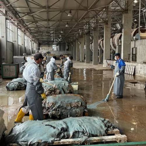 Переработку шкур возобновили в Западном Казахстане