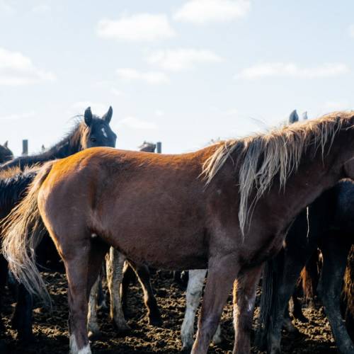 Конину включат в меню школьников Казахстана