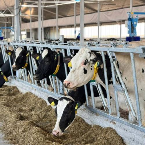 Молочную ферму на 1 тыс. голов скота запустили в Восточном Казахстане