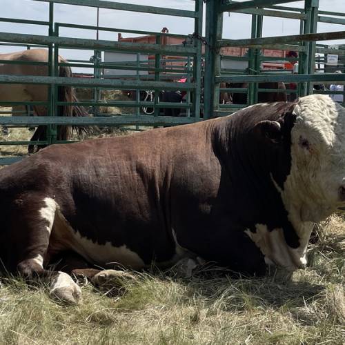 Субсидии на племенной скот повысили в Казахстане