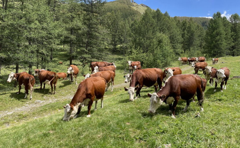 Кратно увеличить поголовье скота намерен Минсельхоз