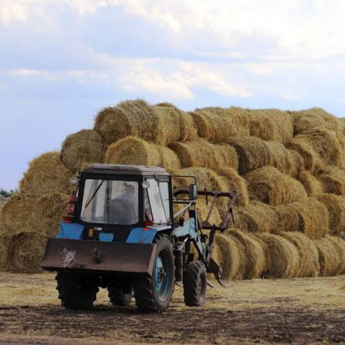 Около 40 млн тонн кормов заготовлено в Казахстане