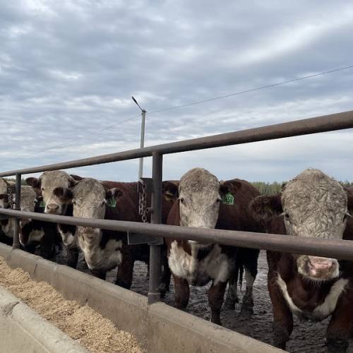 Крупные мясные проекты реализуют в Жетысу