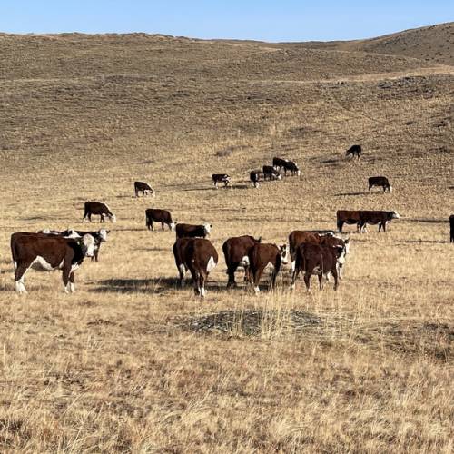 Поголовье племенного скота растёт в области Абай