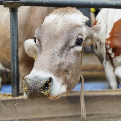 Казахстан ввёл запрет на ввоз скота и мяса из регионов России