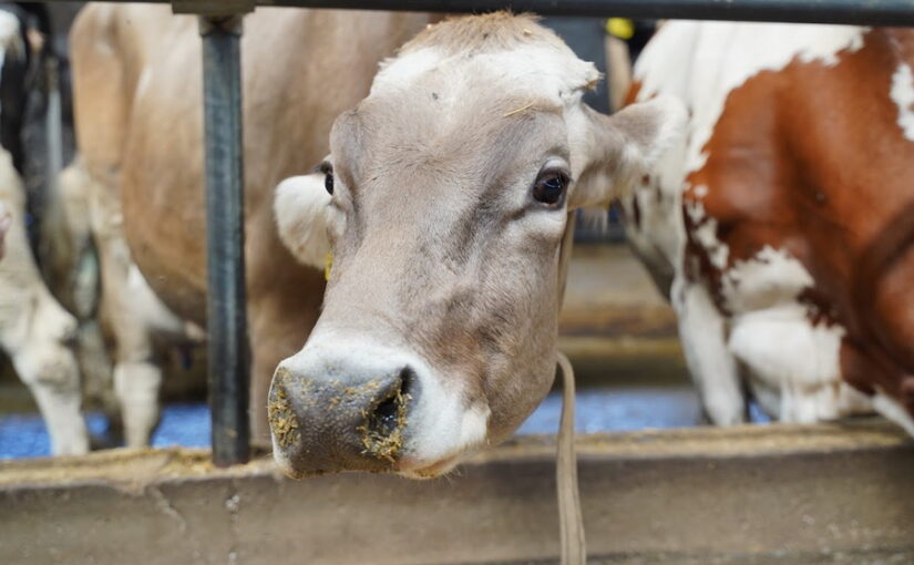 Казахстан ввёл запрет на ввоз скота и мяса из регионов России
