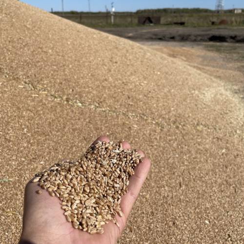 Ввести платное испытание сортов иностранной селекции предложил Минсельхоз