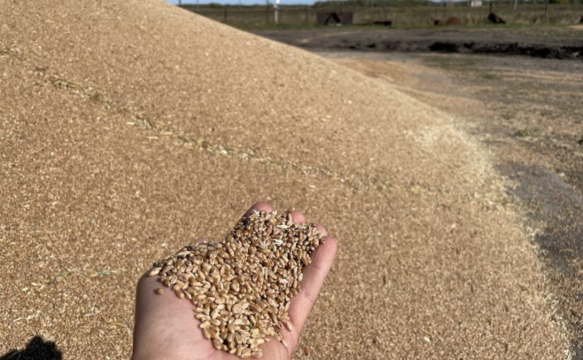 Ввести платное испытание сортов иностранной селекции предложил Минсельхоз