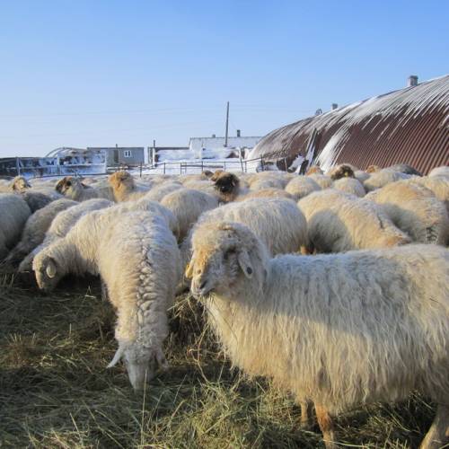 На программу развития овцеводства в области Абай выделят 50 млрд тенге за 5 лет