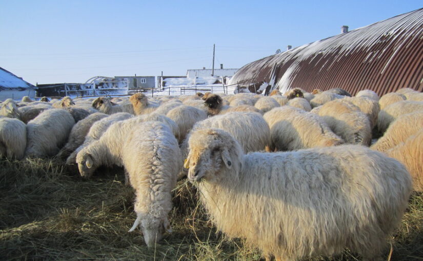 На программу развития овцеводства в области Абай выделят 50 млрд тенге за 5 лет