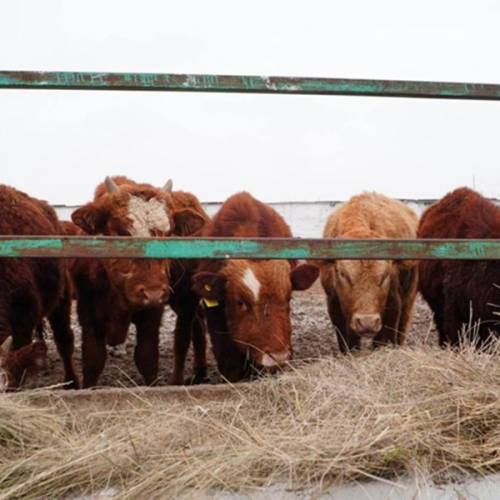 4,3 тыс. голов КРС завезли для мясного кластера в Акмолинской области