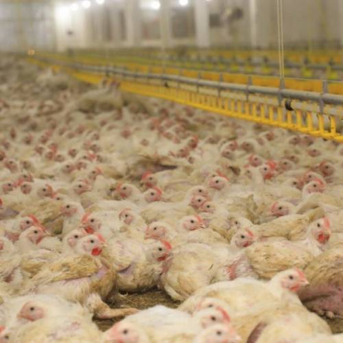 Карагандинская птицефабрика вдвое увеличит производство мяса птицы