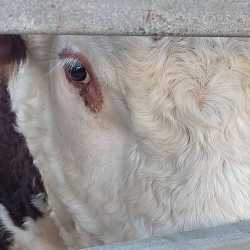 Кыргызстан ужесточил контроль за ввозом скота и мяса