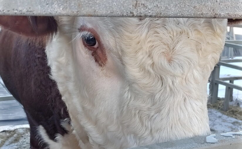 Кыргызстан ужесточил контроль за ввозом скота и мяса