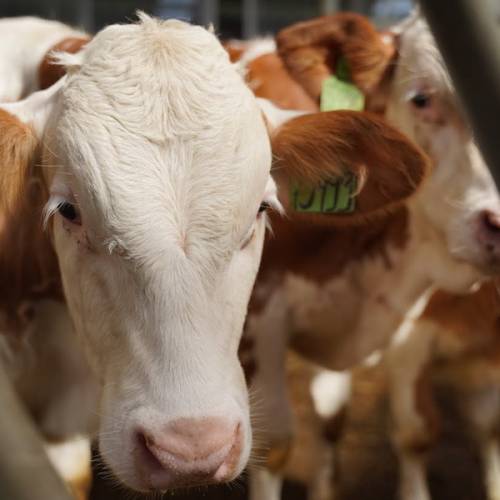 Россия ввела режим ЧС из-за болезней животных на границе с Казахстаном