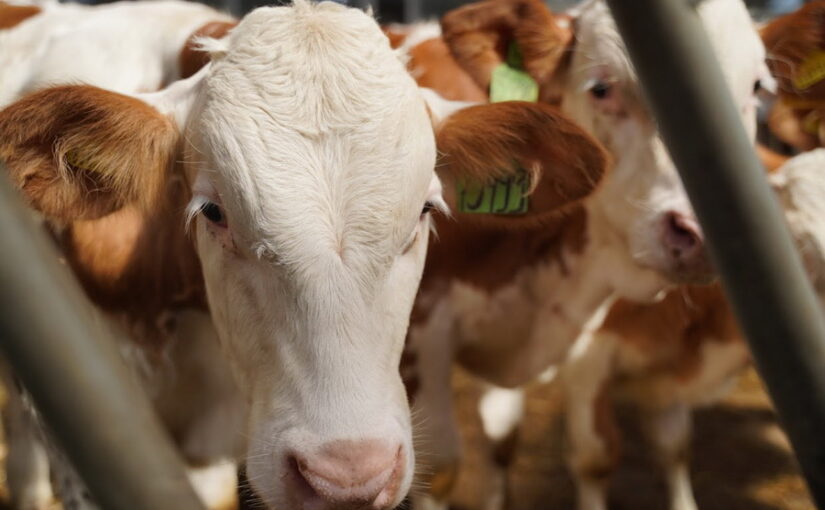 Россия ввела режим ЧС из-за болезней животных на границе с Казахстаном