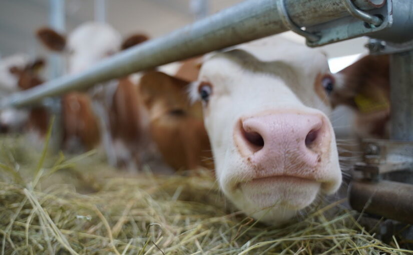 Как Казахстан защищается от российского неящура