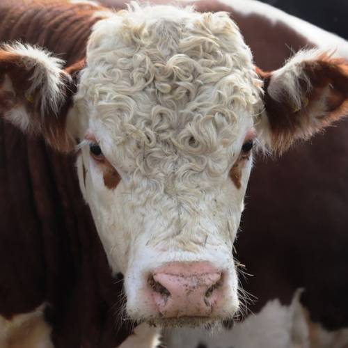 Россия предложила механизм поставки животноводческой продукции в Казахстан