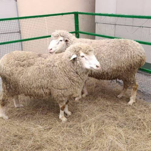 Селекционный центр овцеводства открыли в области Абай