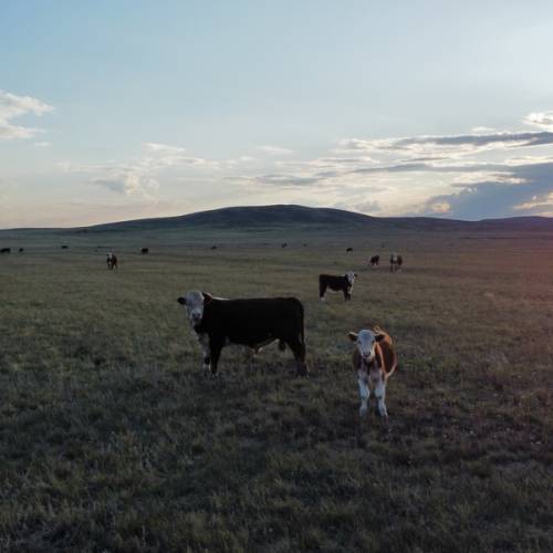 Ветеринарные врачи помогали ОПГ скотокрадов на западе Казахстана