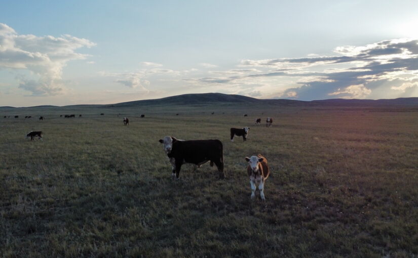 Ветеринарные врачи помогали ОПГ скотокрадов на западе Казахстана