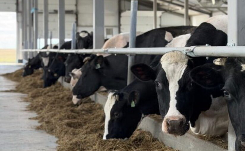 Нежинка-Ерке инвестировала 1,2 млрд тенге в расширение МТФ на севере Казахстана