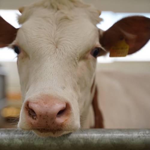 Животноводы Западно-Казахстанской области сообщают о многочисленных случаях заболеваний как среди сельхозживотных, так и сайгаков.