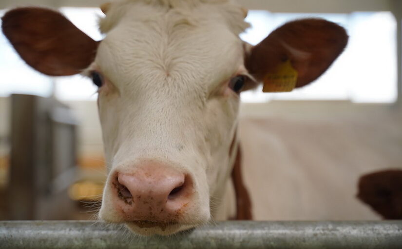 Животноводы Западно-Казахстанской области сообщают о многочисленных случаях заболеваний как среди сельхозживотных, так и сайгаков.