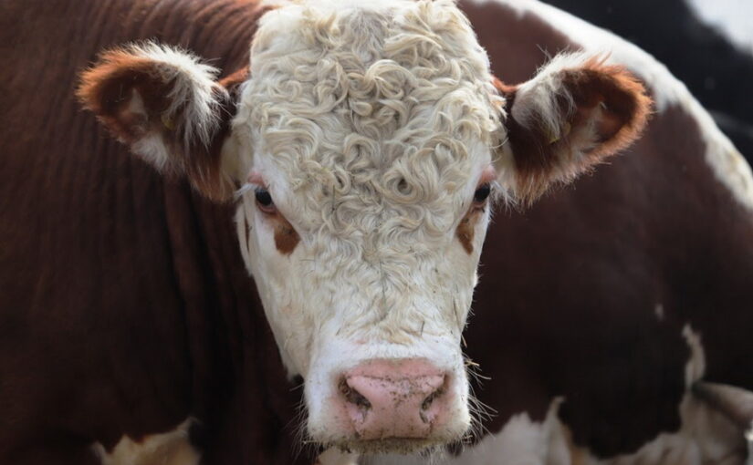 В Казахстане восстановили более 60 заброшенных скотобоен