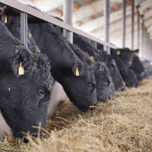 Перемещение скота между регионами ограничили в Казахстане