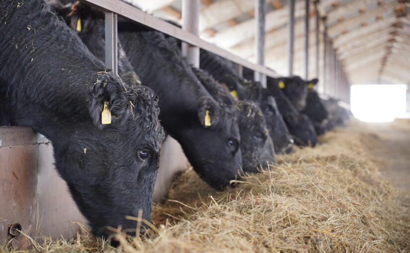 Перемещение скота между регионами ограничили в Казахстане