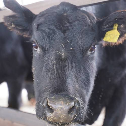 Вспышка ящура произошла в приграничном с Казахстаном регионе Китая