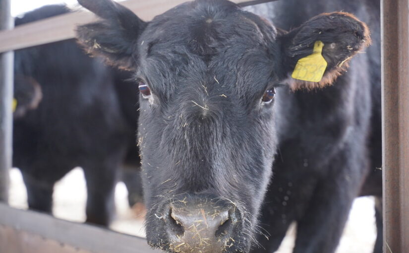 Вспышка ящура произошла в приграничном с Казахстаном регионе Китая