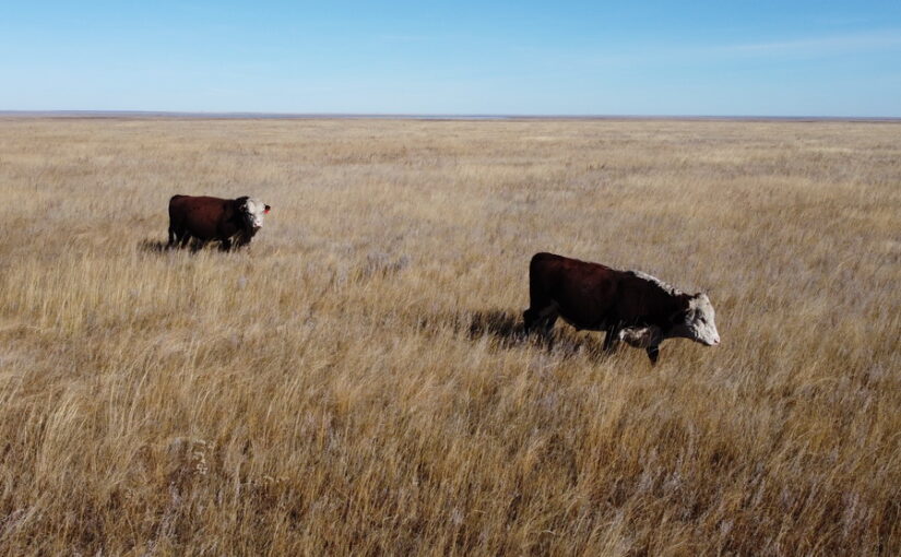 Кредит «Жайлау» под 6% годовых на развитие пастбищ запустят в Казахстане